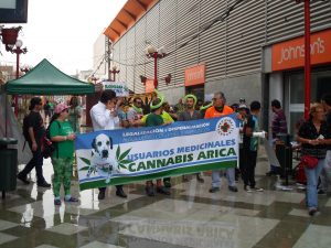 Nicky: el perro pionero en Chile en el uso de cannabis medicinal