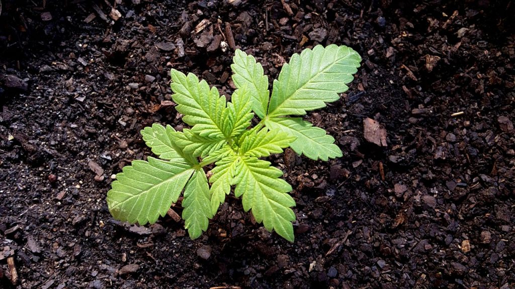 Cannabis terapeutica: La Regione Puglia parte con un progetto pilota. Speranza o illusione?