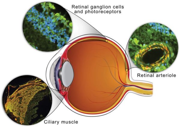 CBD eye drops: a new frontier for ocular pain