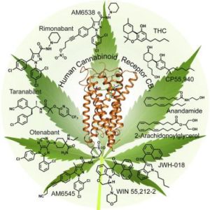 Marinol: cannabis sintético para terapia