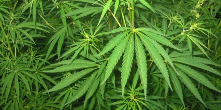 L’attività antitumorale della cannabis