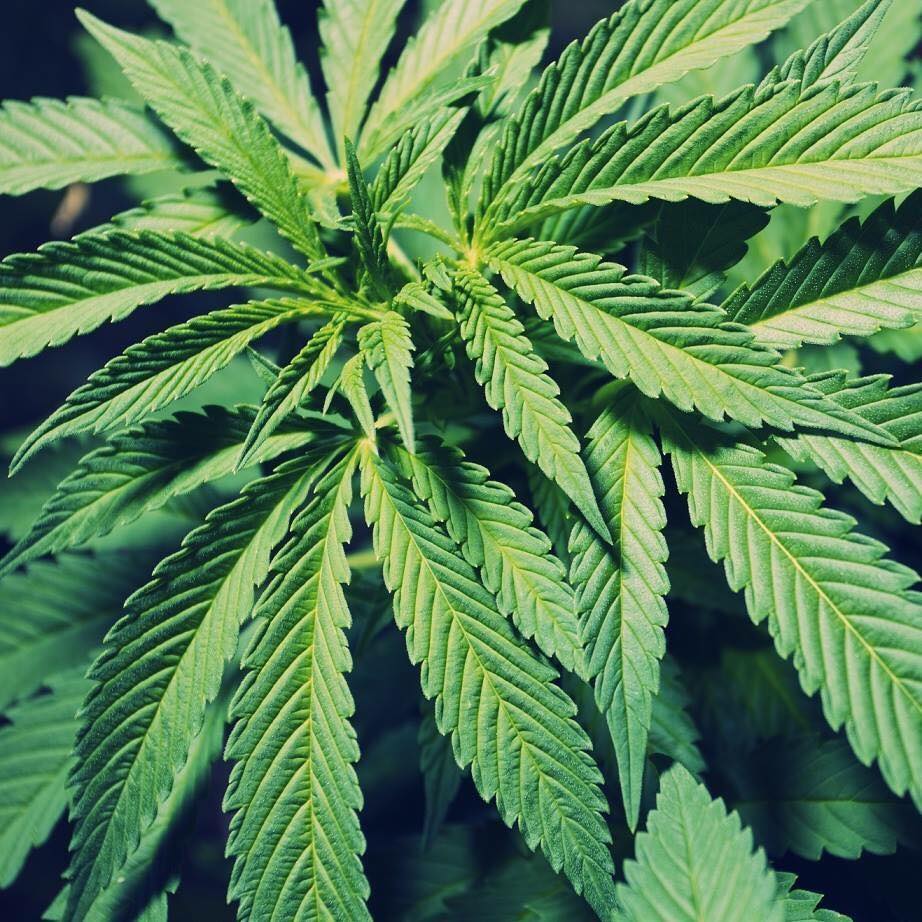 La leyenda 420, un documental sobre la historia actual del cannabis en EE. UU.