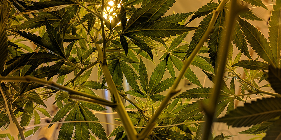 Sais-tu que tes plantes de marijuana peuvent souffrir de stress ?