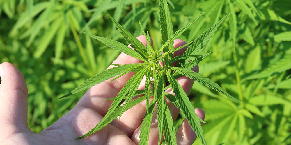 L&rsquo;OMS recommande à l&rsquo;ONU de reclasser le cannabis dans la liste des substances interdites