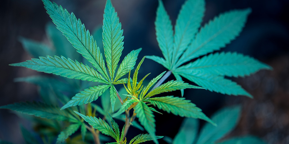 L&rsquo;OMS recommande à l&rsquo;ONU de reclasser le cannabis dans la liste des substances interdites