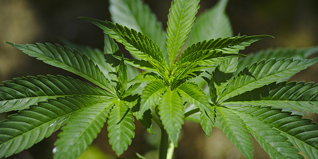 El gobierno ha concedido ocho licencias para cultivar cannabis hasta la fecha