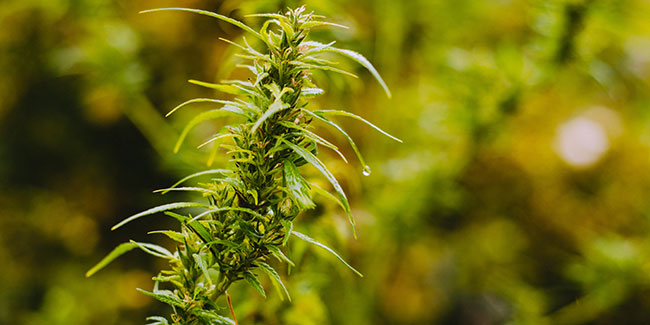 Die WHO empfiehlt, Cannabis aus der Liste der gefährlichen Drogen zu entfernen