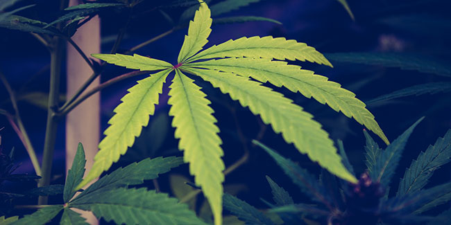 The European Parliament calls for a legal definition of medicinal cannabis