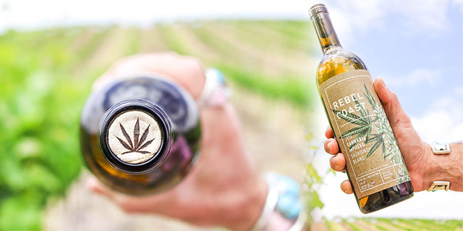 Der Cannabis-Wein tritt in unser Leben