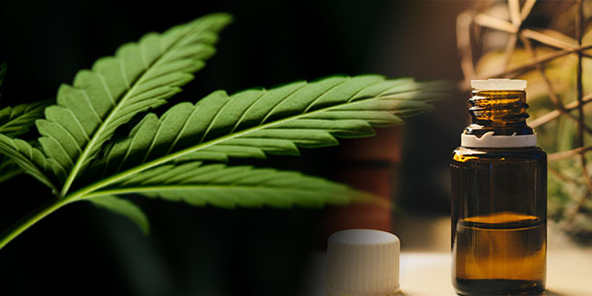Récits de patients usagers de cannabis médicinal, de la Fondation Daya