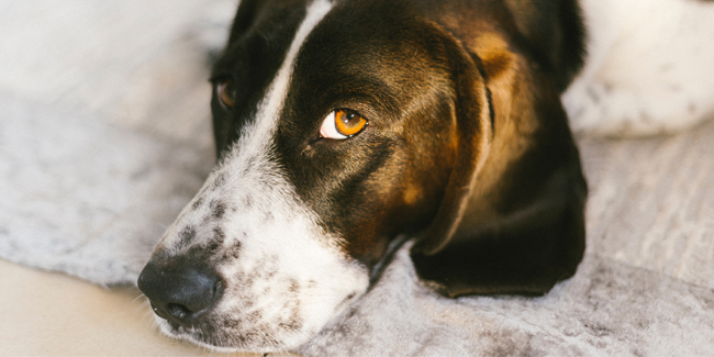 L&rsquo;huile de cannabis peut aider les chiens atteints d&rsquo;épilepsie réfractaire idiopathique
