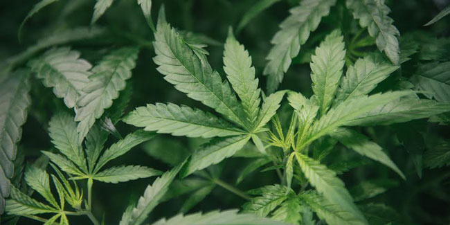 Canopy Growth, la compañía de cannabis más grande del mundo tiene sede en España