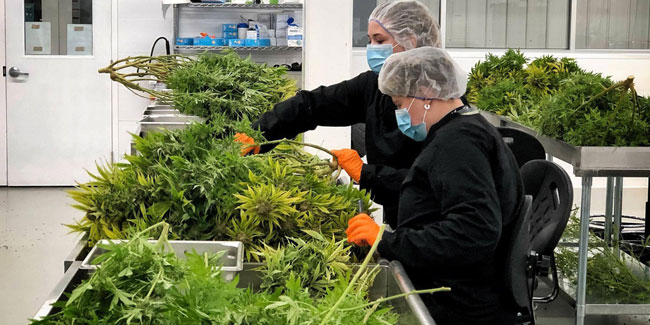 Canopy Growth, das größte Cannabis-Unternehmen der Welt, hat einen Sitz in Spanien