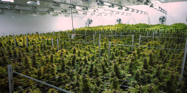 Canopy Growth, la plus grande société de cannabis au monde, est basée en Espagne.