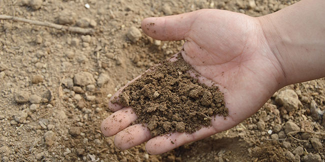 La importancia del suelo donde vamos a sembrar