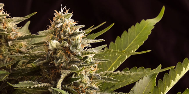 Anatomie des plantes de cannabis