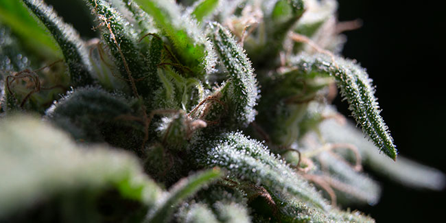 Anatomie der Cannabispflanzen