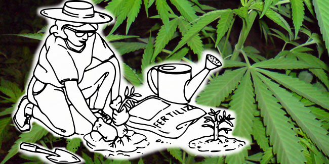 Errores y problemas comunes en el cultivo de marihuana
