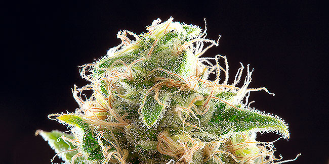 The trichomes in cannabis plants