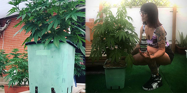 How to transplant cannabis in the most appropriate way