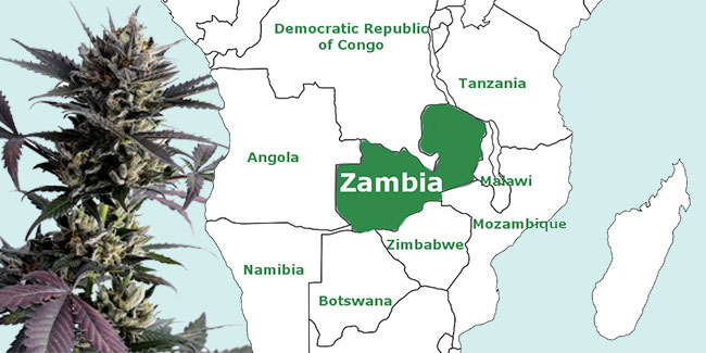 Zambia legaliza el cultivo de cannabis medicinal con una ley que excluye a los pequeños agricultores