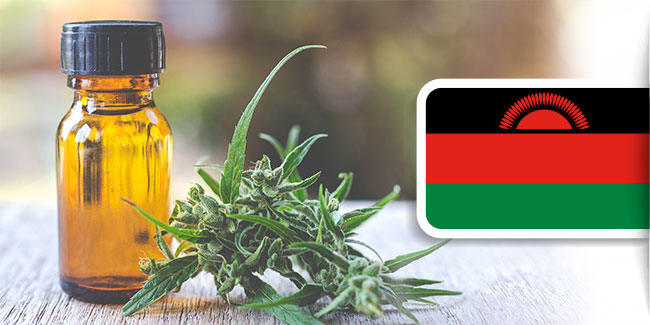 Malawi legaliza el cannabis medicinal e industrial para sustituir el cultivo de tabaco