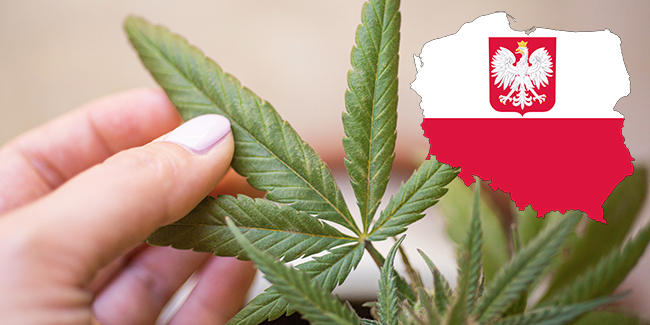 L&rsquo;industrie du cannabis en Pologne