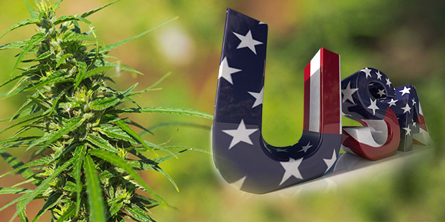 Les USA classent la marijuana comme produit essentiel