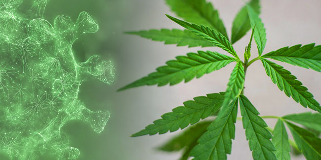 Can cannabis help fight or prevent coronavirus? Between hope, publicity and rumour.