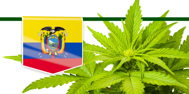Two legislative initiatives put the legalisation of cannabis back on the table in Colombia again