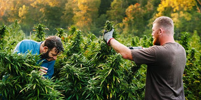 La industria del cannabis ya ha generado más de 320.000 puestos de trabajo en EE. UU.